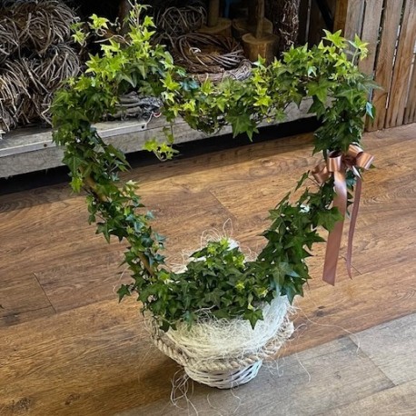Ivy Heart Plant